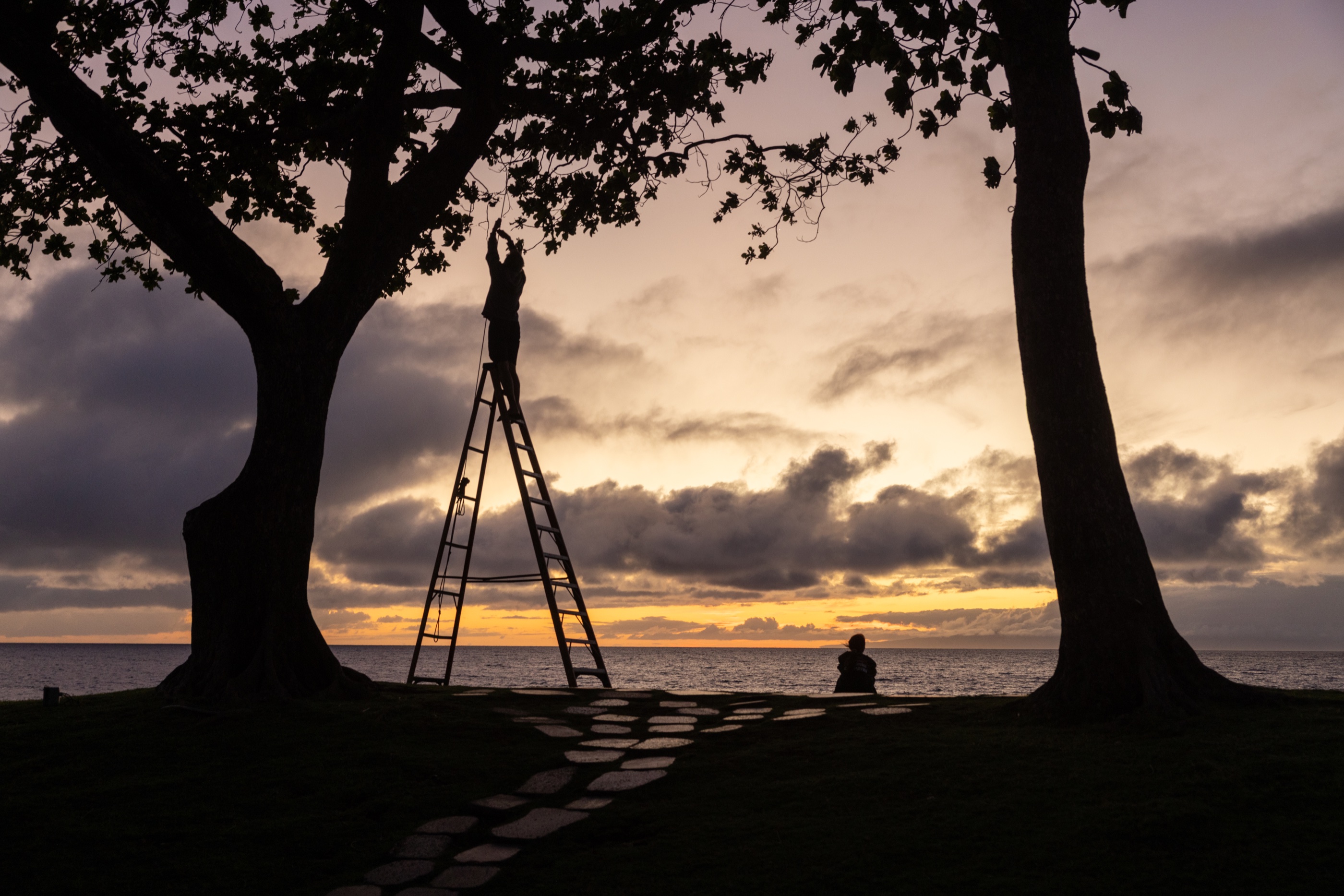 Claire sitting beneath trees at sunset by the ocean